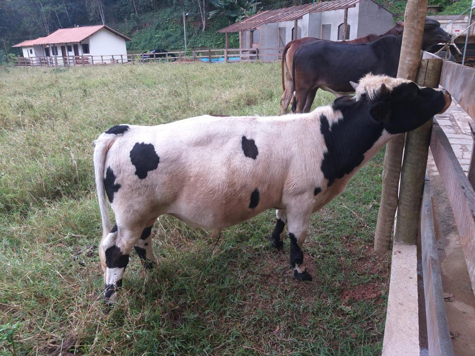 Fazenda Piloes Βίλα Petrópolis Εξωτερικό φωτογραφία